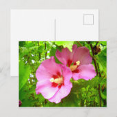 Carte postale Hibiscus rose (Devant / Derrière)