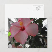 Carte Postale Hibiscus rose (Devant / Derrière)