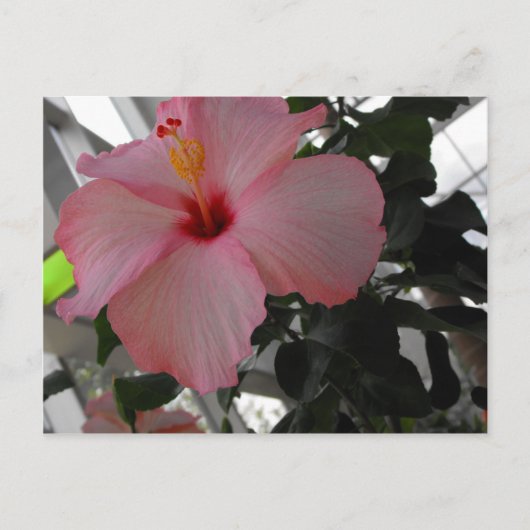 Carte Postale Hibiscus rose (Devant)