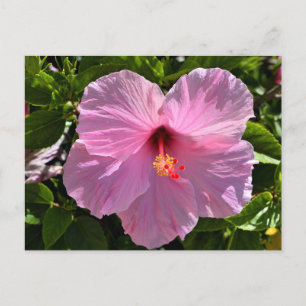 Carte Postale Hibiscus rose