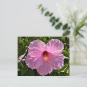 Carte Postale Hibiscus rose (Debout devant)