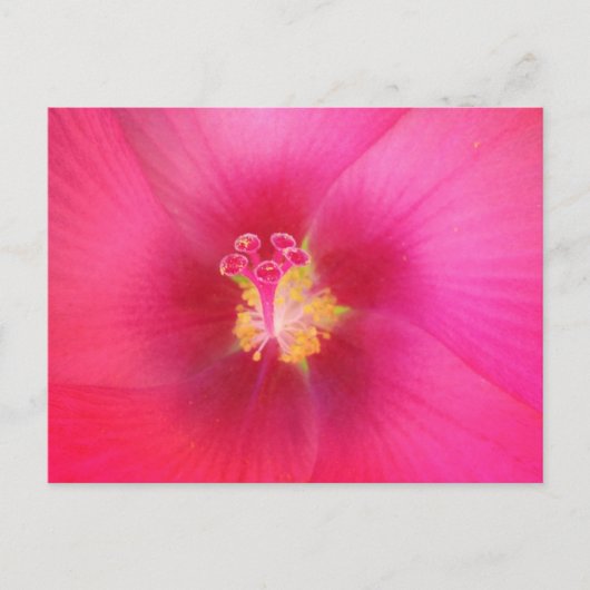 Carte postale Hibiscus rose (Devant)