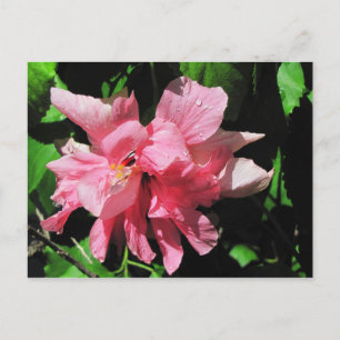 Carte postale Hibiscus rose double