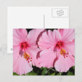 Carte postale Hibiscus rose double (Devant / Derrière)