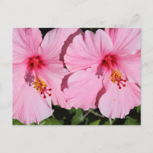 Carte postale Hibiscus rose double