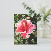 Carte postale Hibiscus rose et pêche (Debout devant)