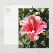 Carte postale Hibiscus rose et pêche (Devant / Derrière)