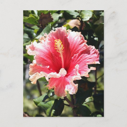 Carte postale Hibiscus rose et pêche (Devant)