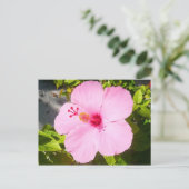 Carte Postale Hibiscus rose Fleur tropicale (Debout devant)