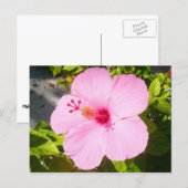 Carte Postale Hibiscus rose Fleur tropicale (Devant / Derrière)