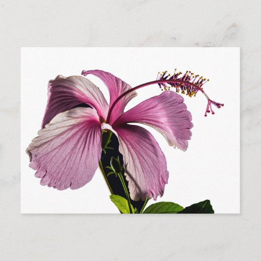 Carte Postale Hibiscus rose Vue latérale (Devant)