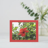 Carte postale Hibiscus rouge (Debout devant)