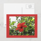 Carte postale Hibiscus rouge (Devant / Derrière)