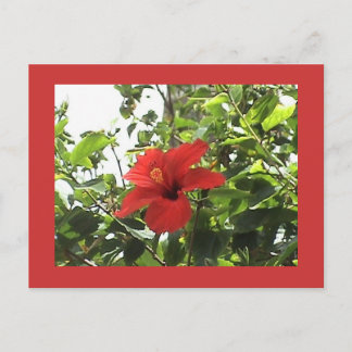 Carte postale Hibiscus rouge