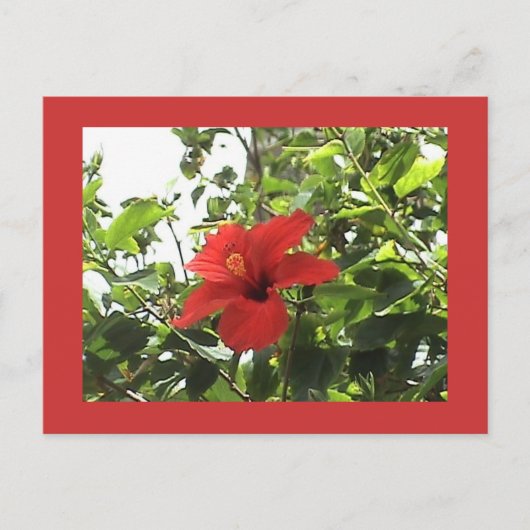 Carte postale Hibiscus rouge (Devant)