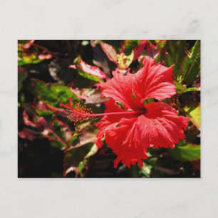 Carte Postale Hibiscus rouge