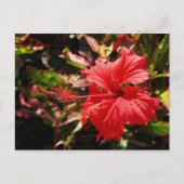 Carte Postale Hibiscus rouge (Devant)