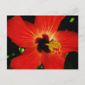 Carte Postale Hibiscus rouge (Devant)
