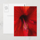 Carte Postale Hibiscus rouge (Devant / Derrière)