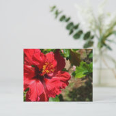 Carte postale Hibiscus rouge (Debout devant)