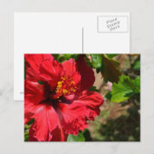 Carte postale Hibiscus rouge (Devant / Derrière)