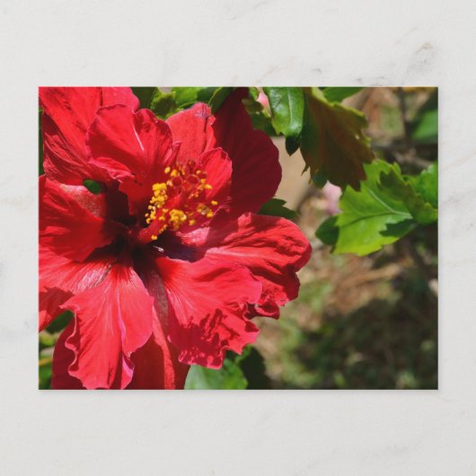 Carte postale Hibiscus rouge (Devant)