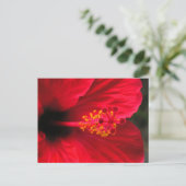 Carte Postale Hibiscus rouge (Debout devant)
