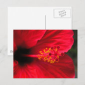 Carte Postale Hibiscus rouge (Devant / Derrière)