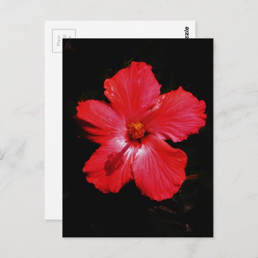 Carte Postale Hibiscus rouge (Devant / Derrière)