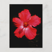 Carte Postale Hibiscus rouge (Devant)