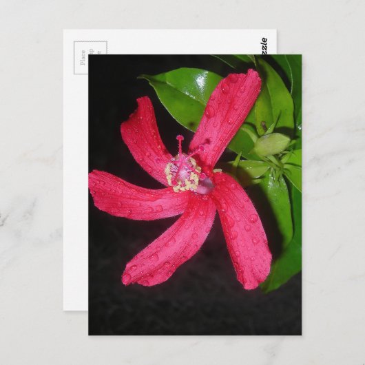 Carte Postale hibiscus rouge (Devant / Derrière)
