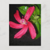 Carte Postale hibiscus rouge (Devant)