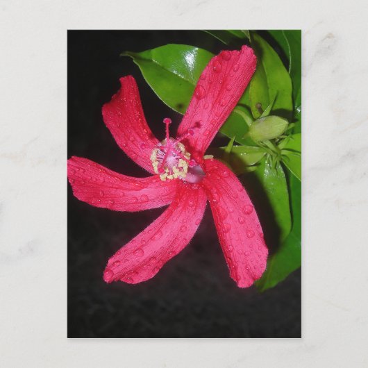 Carte Postale hibiscus rouge (Devant)