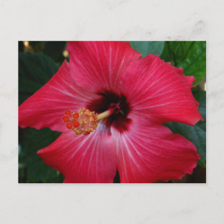Carte Postale Hibiscus rouge