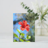 Carte Postale Hibiscus rouge (Debout devant)