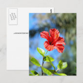 Carte Postale Hibiscus rouge (Devant / Derrière)