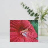 Carte Postale Hibiscus Rouge Avec Arrosage (Debout devant)