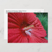 Carte Postale Hibiscus Rouge Avec Arrosage (Devant / Derrière)