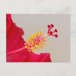 Carte Postale Hibiscus rouge Closeup de Pistil et Stamen