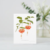 Carte Postale Hibiscus schizopétale (Debout devant)