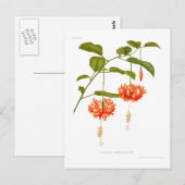 Carte Postale Hibiscus schizopétale (Devant / Derrière)