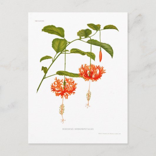 Carte Postale Hibiscus schizopétale (Devant)