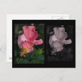 Carte postale Hibiscus tordu (Devant / Derrière)