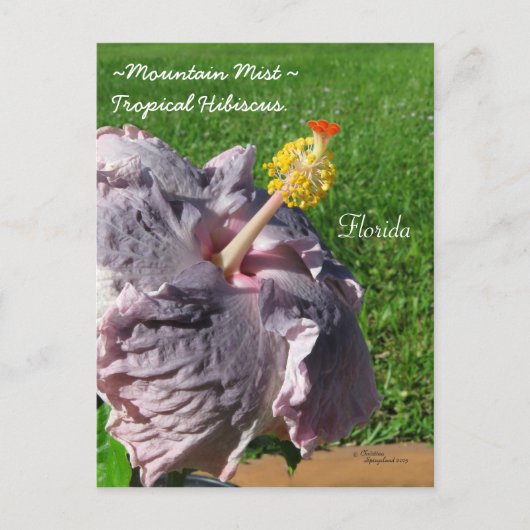 Carte postale hibiscus tropical violet de lavande (Devant)