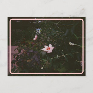 Carte postale Hibiscus vintage