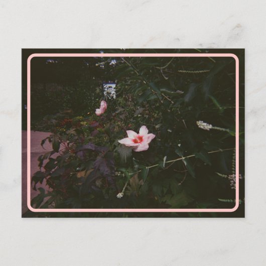 Carte postale Hibiscus vintage (Devant)