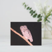 Carte postale hibou (Debout devant)