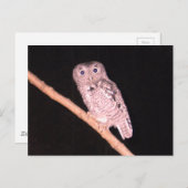 Carte postale hibou (Devant / Derrière)