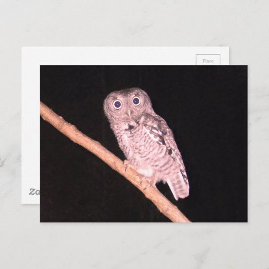 Carte postale hibou (Devant / Derrière)