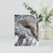 CARTE POSTALE HIBOU (Debout devant)